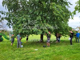 27.06.2025 - Kirschenernte auf dem Lauchhof