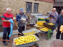 17.10.2025 - Quittenernte am Lauchhof - Putzaktion